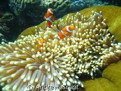 Clown Fish family that I came across on the Great Barrier... by Andrew Grant 